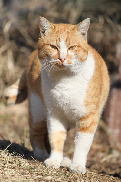 がんばれ つくニャン ゆずぽん日和