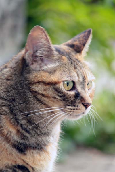 猫日和「古民家カフェ 珈琲屋まめは」（つくば市）: ゆずぽん日和